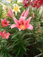 [4139 Muscat No01.JPG]